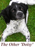 'Doisy' the dog
